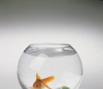 Как заработать на аквариуме? Как заработать на аквариуме?