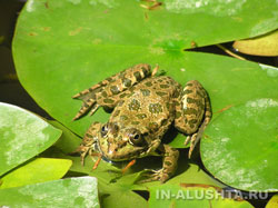 http://in-alushta.ru/modules/Imagegallery/images/animals/frog.jpg